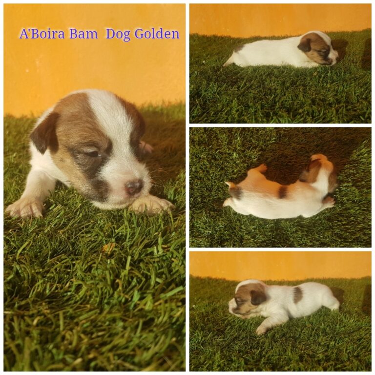 A´BOIRA BAM DOG GOLDEN