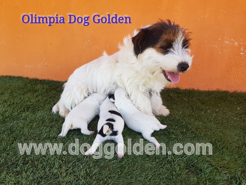 OLIMPIA DOG GOLDEN Padres: ASTERIX DE ALTAJARA X BARBIE DOG GOLDEN
