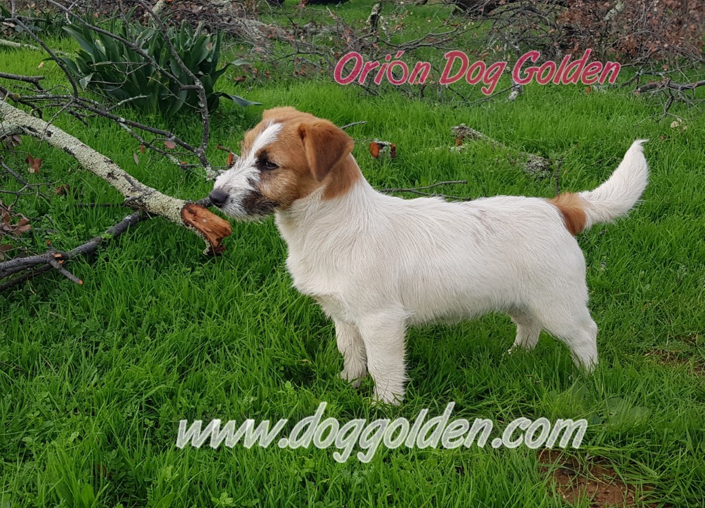 ORION DOG GOLDEN ,disponible para montas