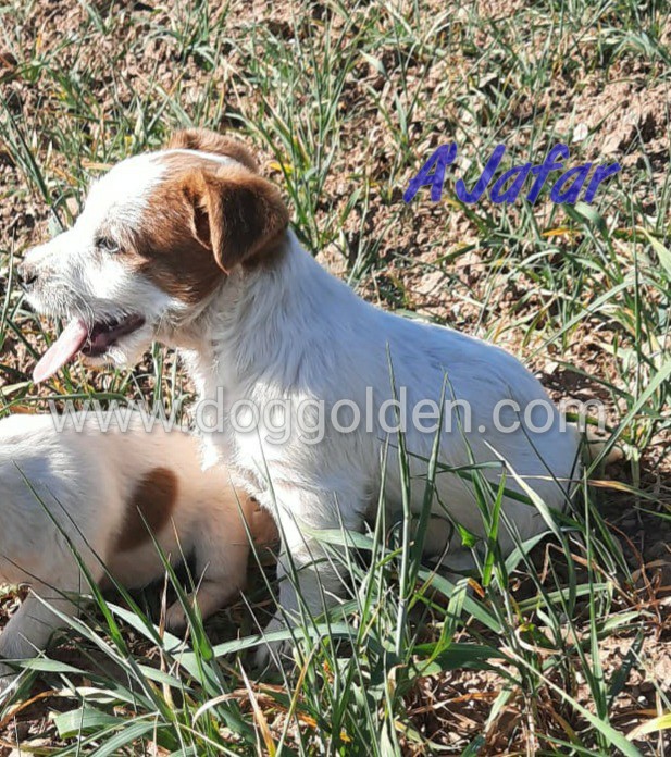 A´JAFAR DOG GOLDEN