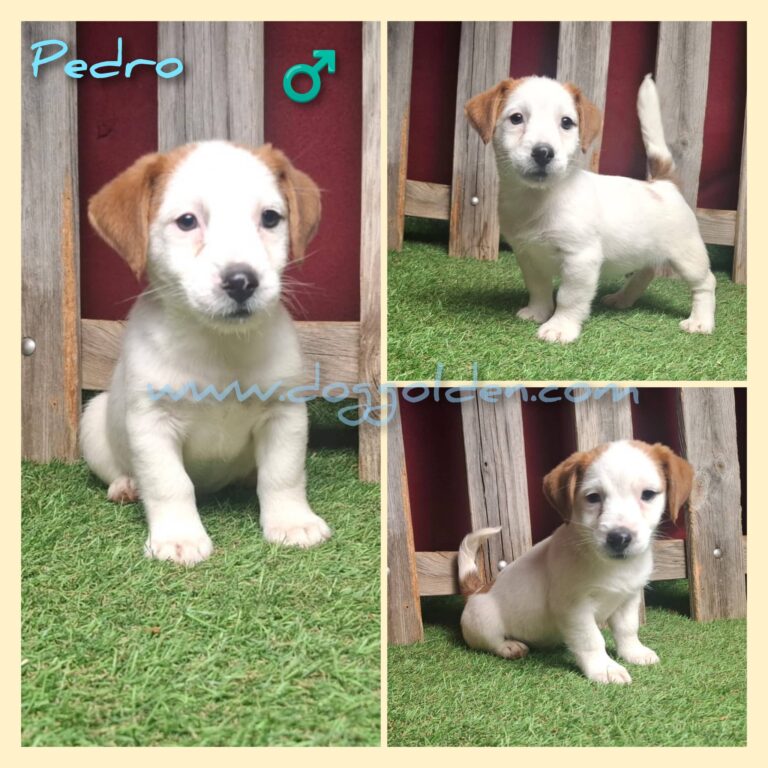 PEDRO